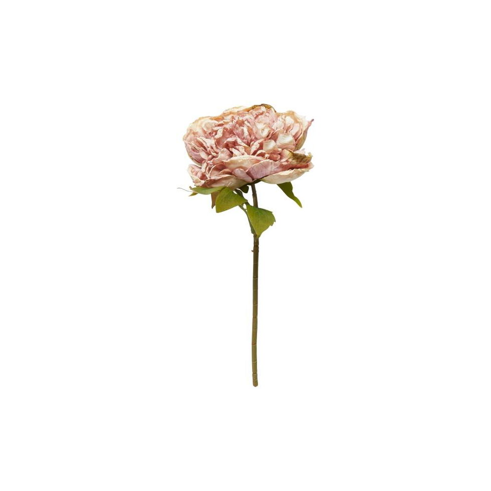 Pæon / Rose / stilk 30 cm
