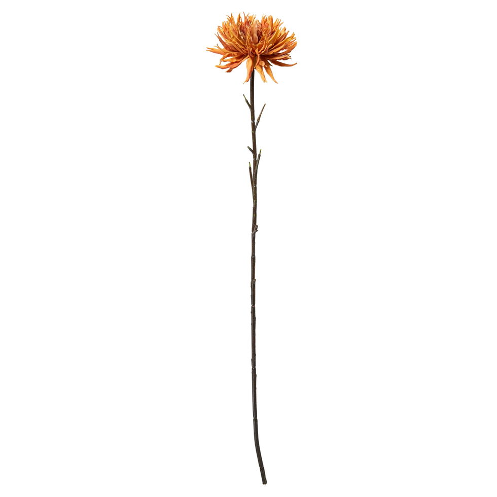 Krysantemum / Burned / stilk 75 cm