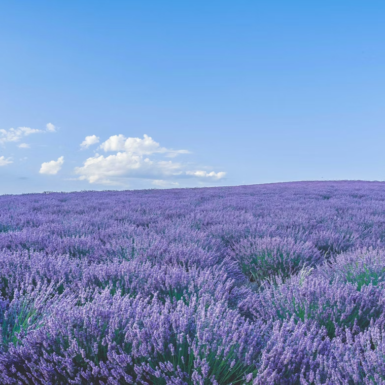 Vegetabilsk sæbe lavendel i æske / 3x100g