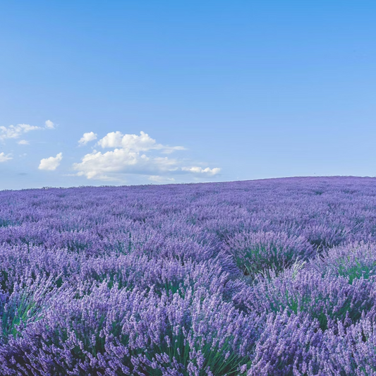 Vegetabilsk sæbe lavendel i æske / 3x100g