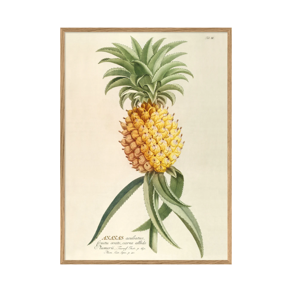 ANANAS ACULEATUS 30 x 40 cm M. ramme