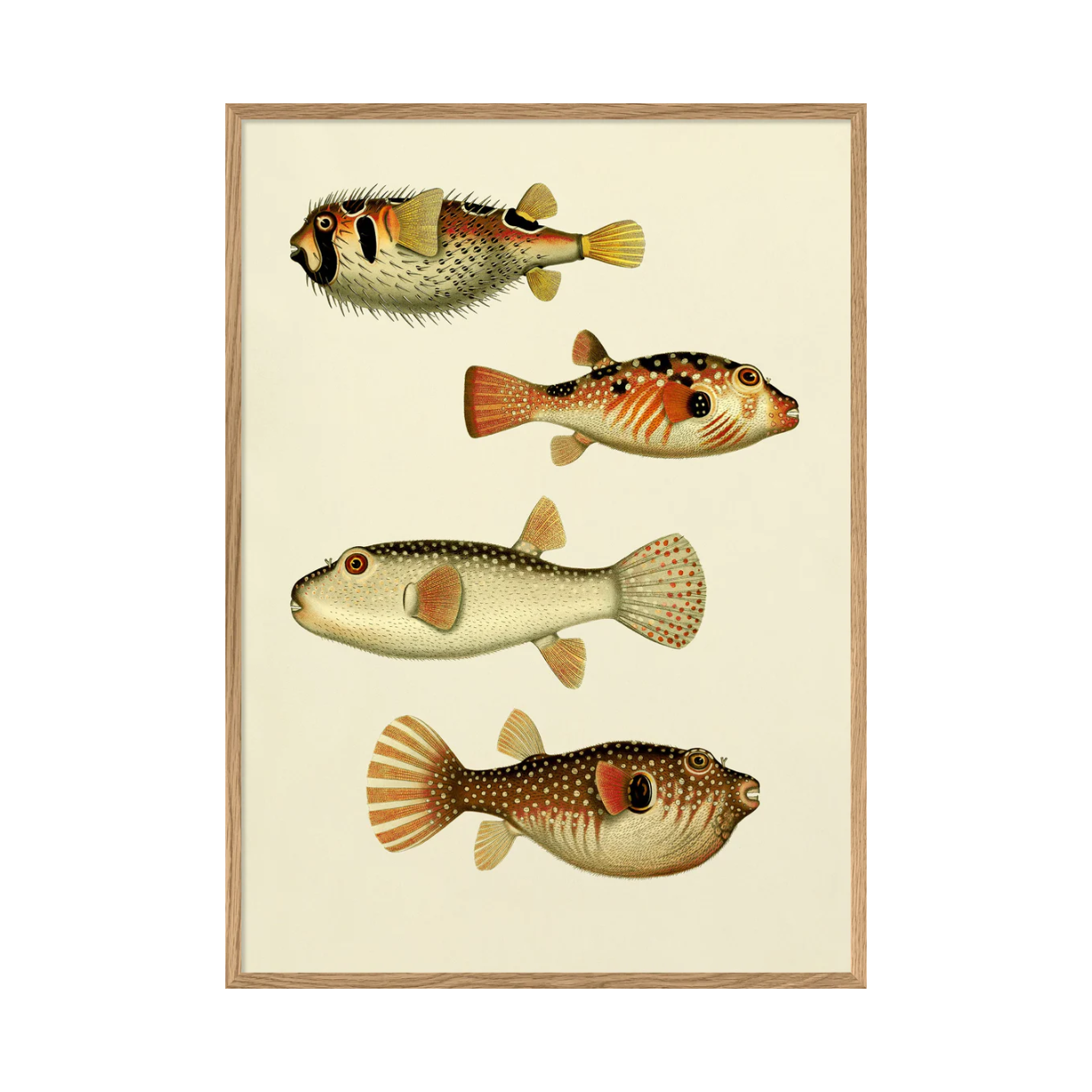 The Fishes 50 x 70 cm M. ramme