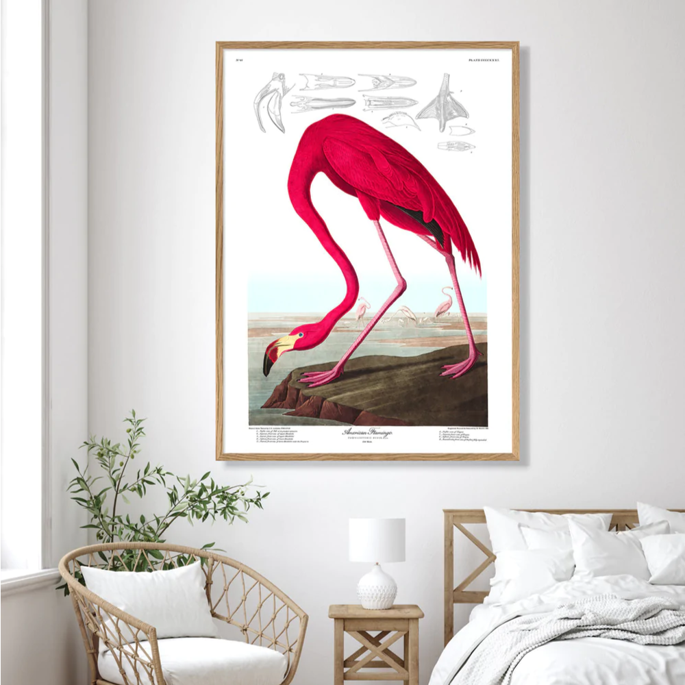 American Flamingo 70 x 100 cm M. ramme