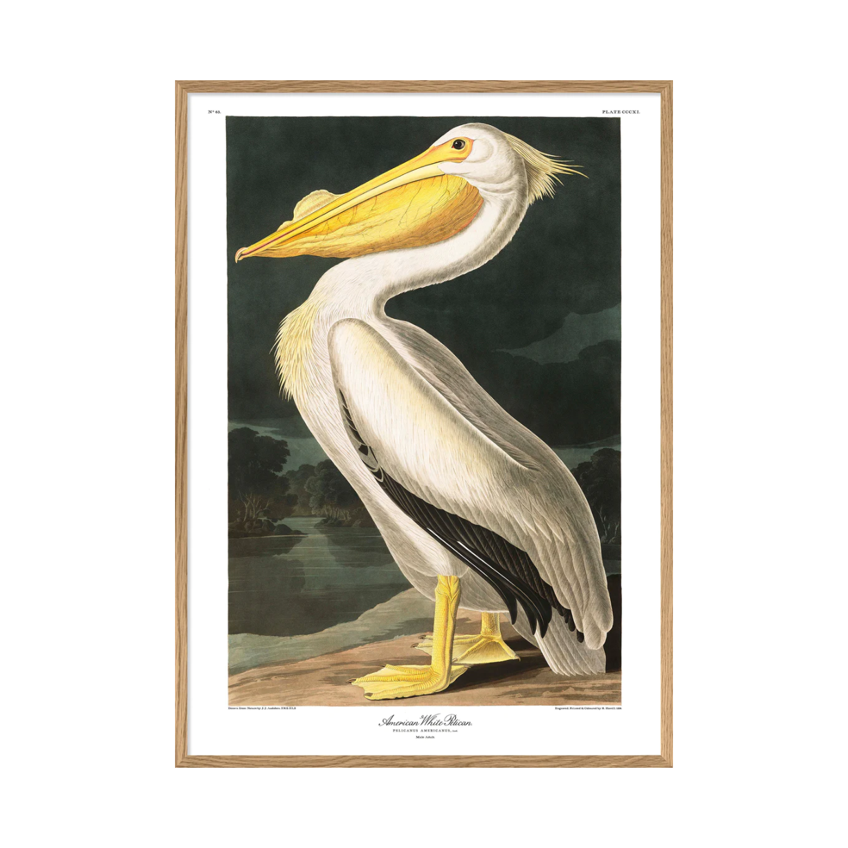 American White Pelicane 50 x 70 cm M. ramme