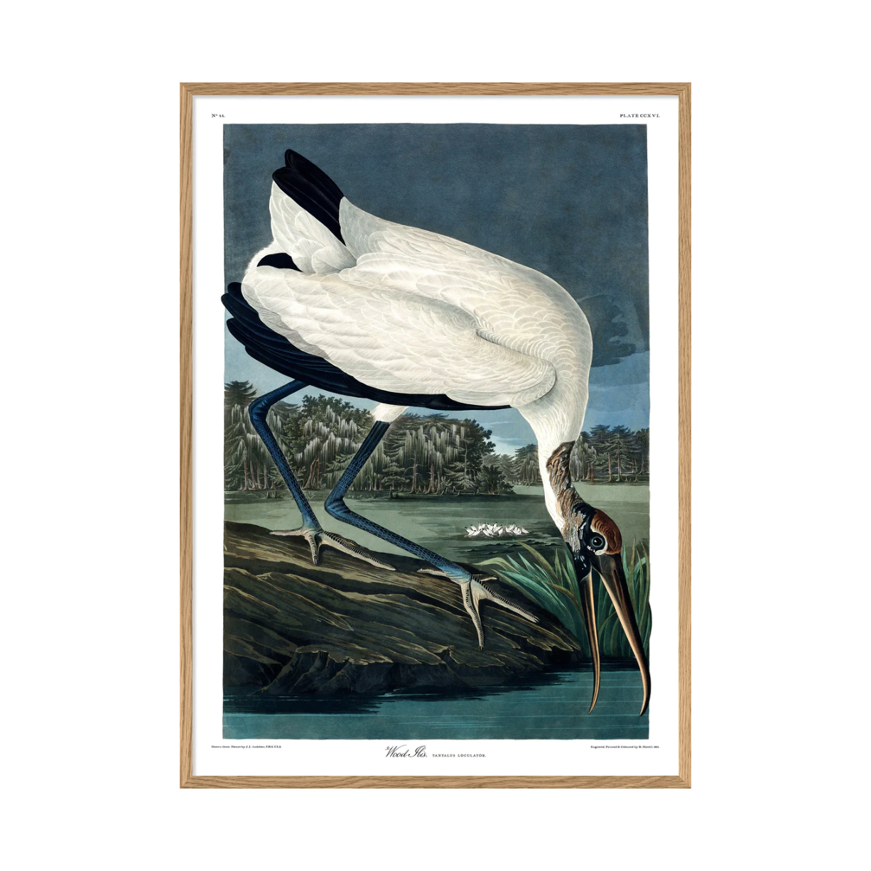 Wood Ibis 50 x 70 cm M. ramme