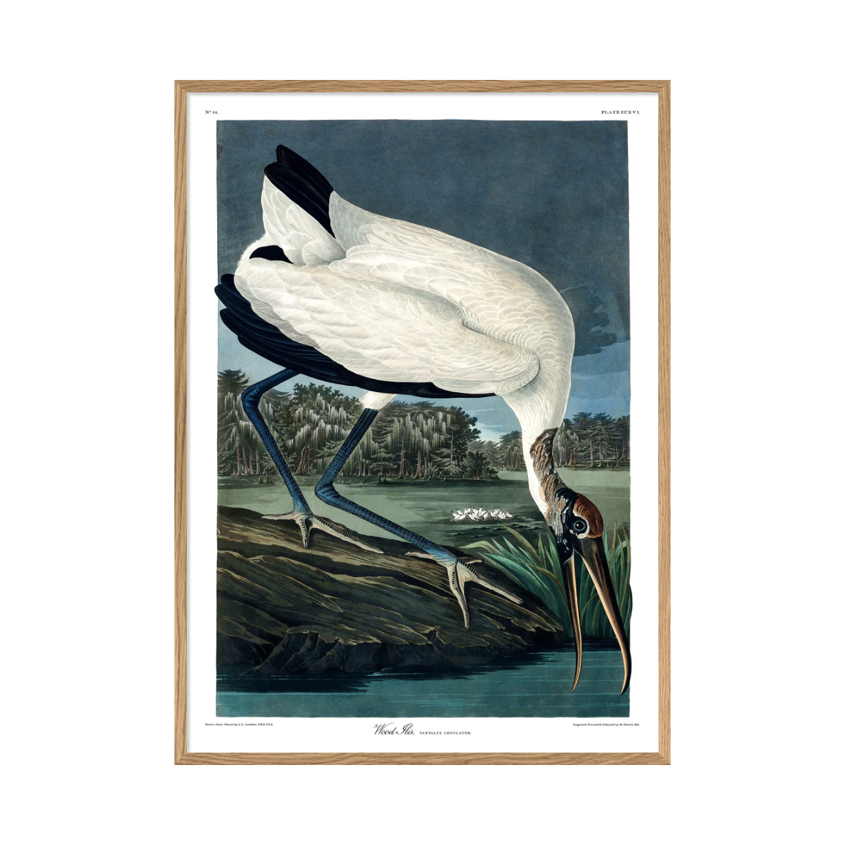 Wood Ibis  50 x 70 cm M. ramme