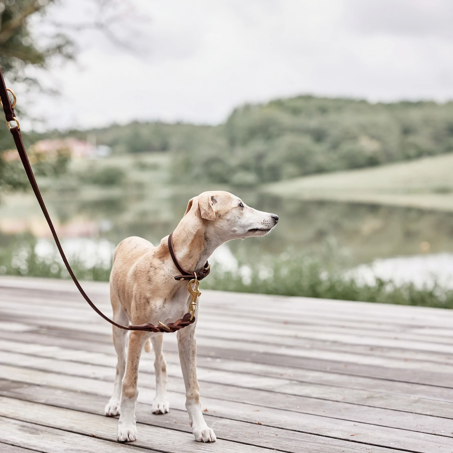 Robin Hundehalsbånd - Large