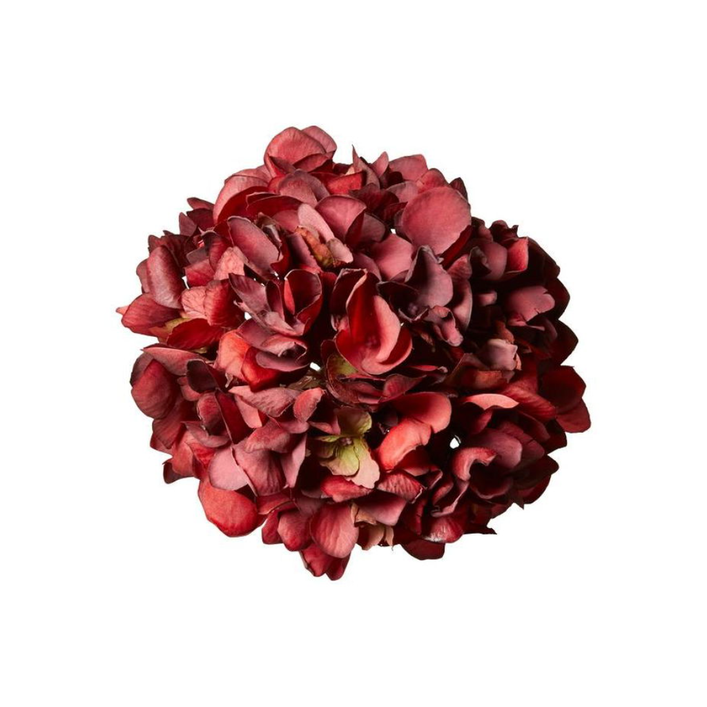 Hortensia hoved / Deep red / D 17 cm