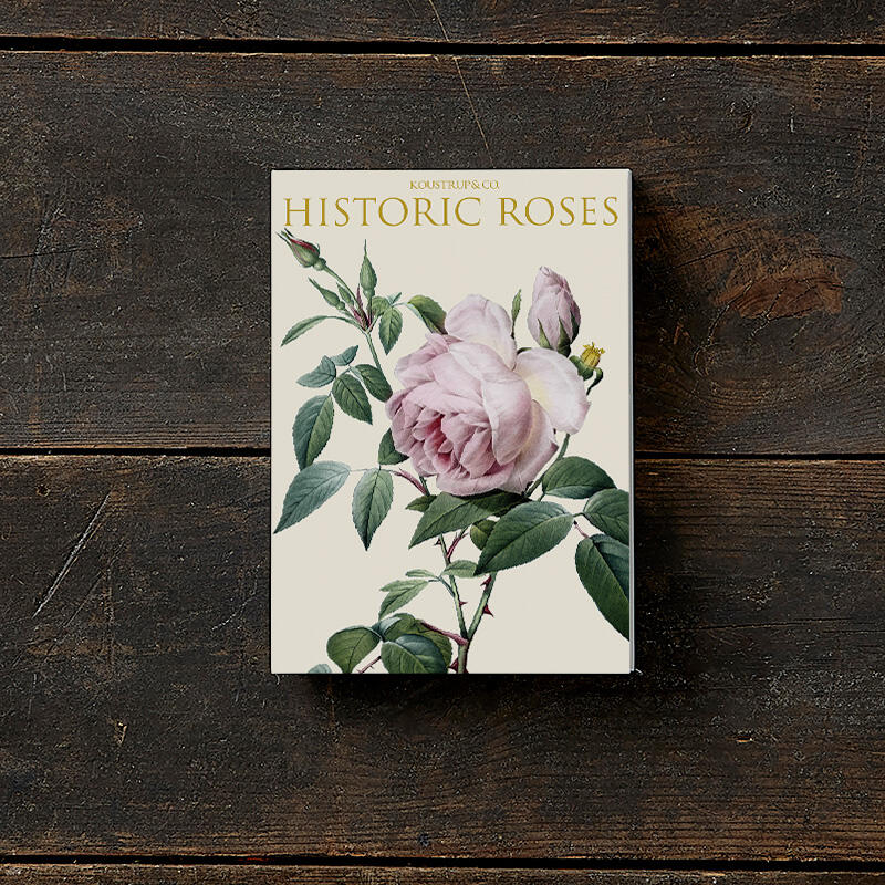 HISTORIC ROSES / 8 kort