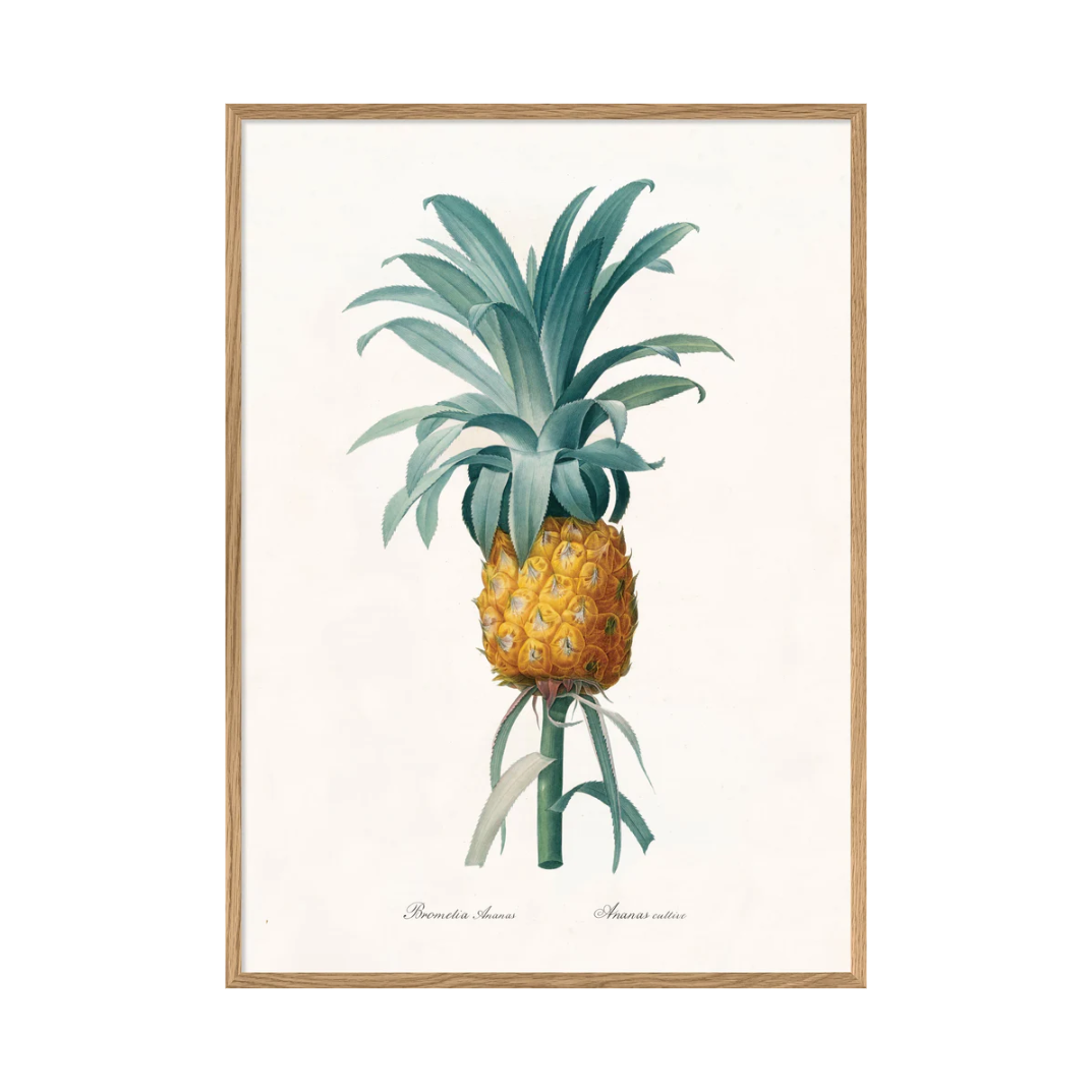 Bromelia Ananas 50 x 70 cm M. ramme (Kun afhentning)