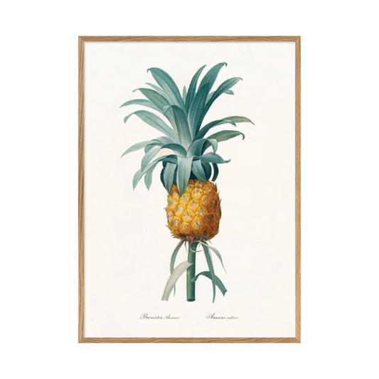 Bromelia Ananas 50 x 70 cm M. ramme (Kun afhentning)