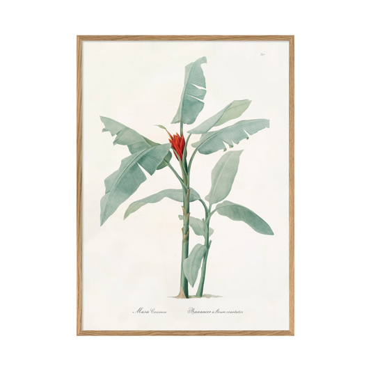 Musa Coccinea 30 x 40 cm M. ramme