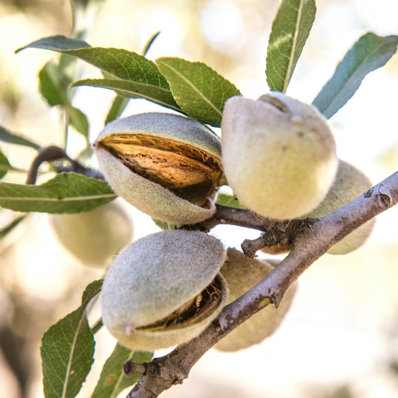 Panier Des Sens / læbepomade Almond 15ml