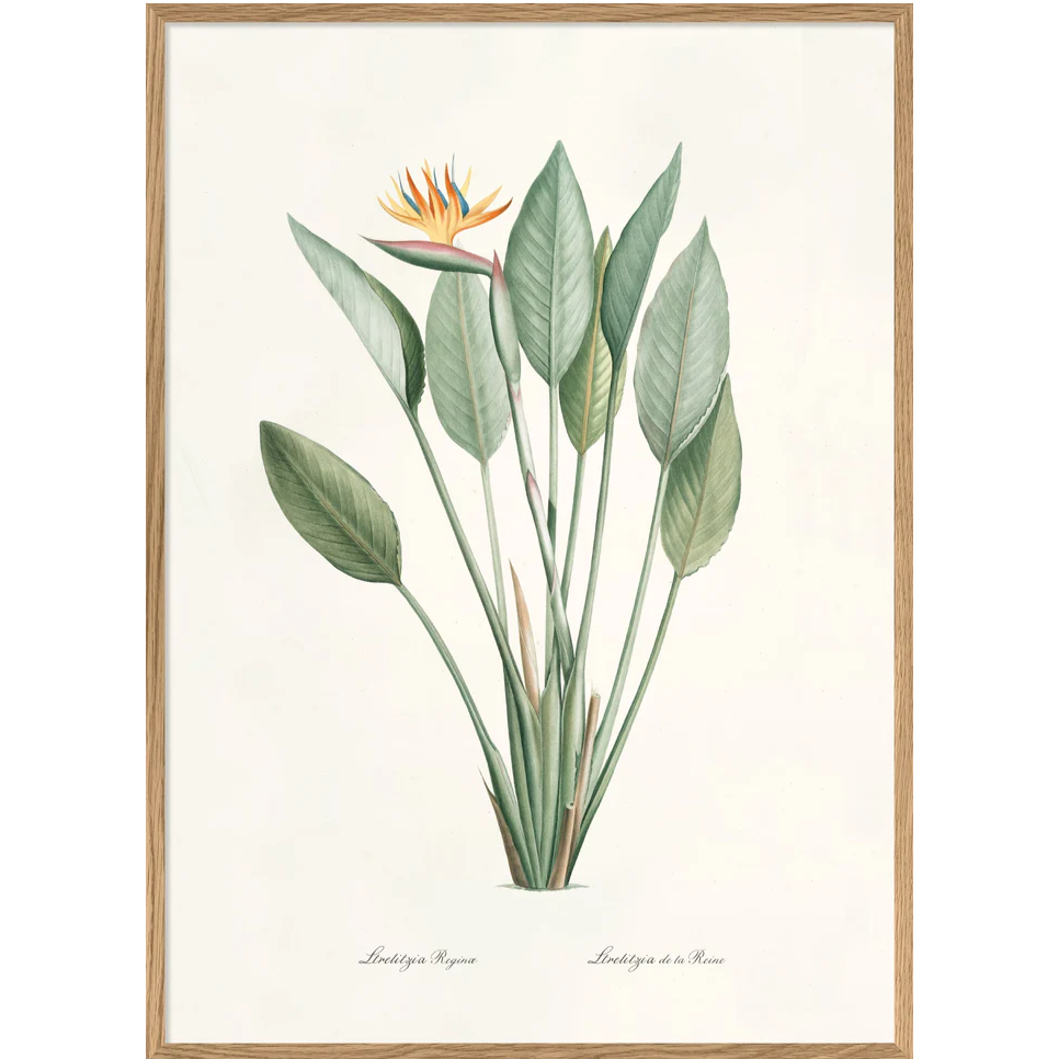 Strelitzia Regina 70 x 100 cm M. ramme (Kun afhentning)