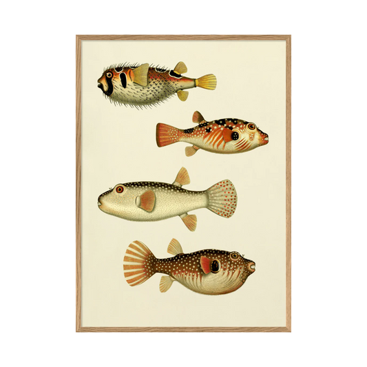 The Fishes 50 x 70 cm M. ramme