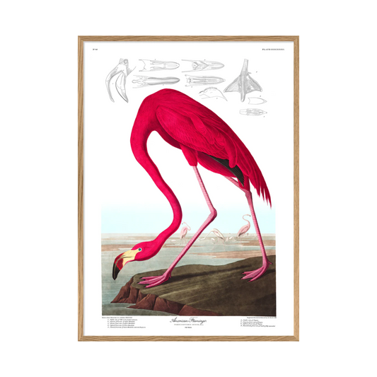 American Flamingo 30 x 40 cm M. ramme