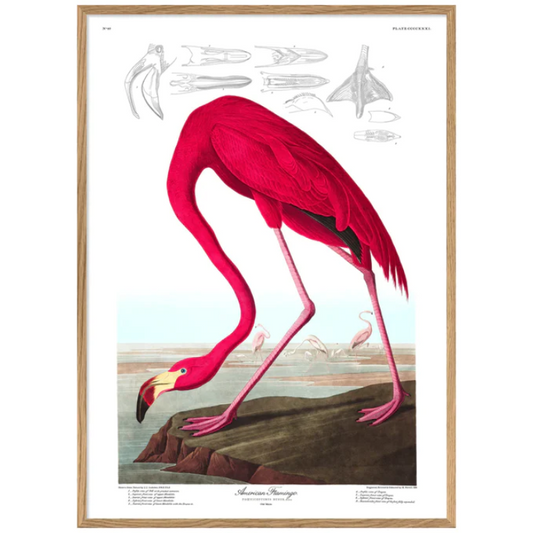American Flamingo 70 x 100 cm M. ramme