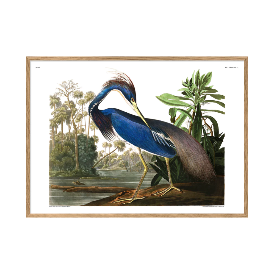 Lousiana Heron 40 x 30 cm M. ramme