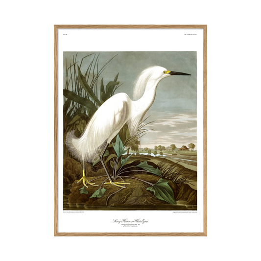 Snowy Heron 50 x 70 cm M. ramme