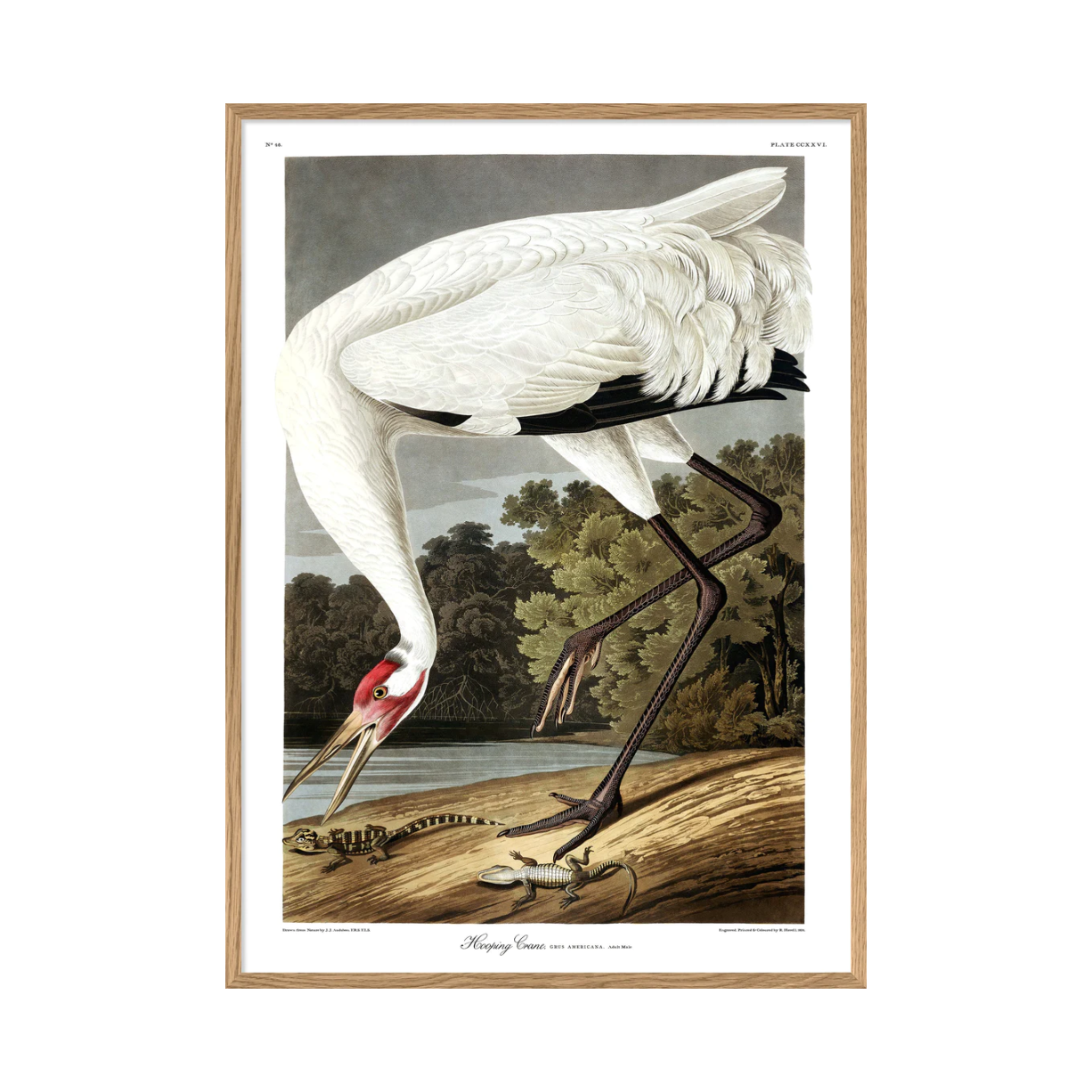 Hooping Crane 30 x 40 cm M. ramme